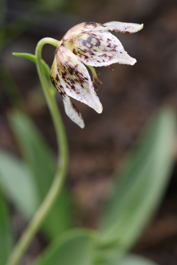 Fritillaria purdyi. Photo: Aaron Sims.